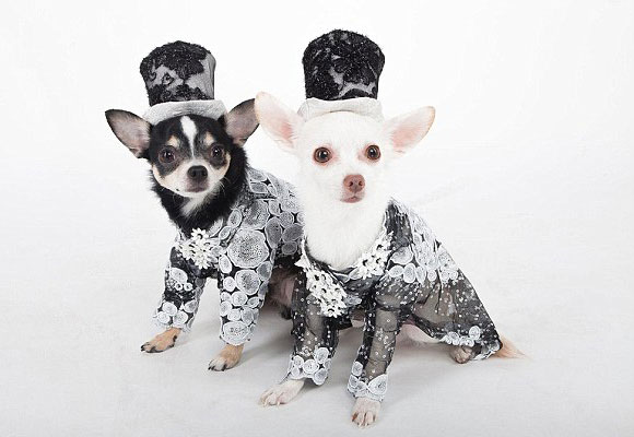 Ropa Louis Vuitton para perros  Chihuahua lover, Chihuahua, Pets