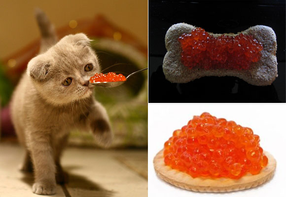 Caviar para mascotas. Haz clic para comprarlo