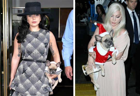 Lady Gaga perros