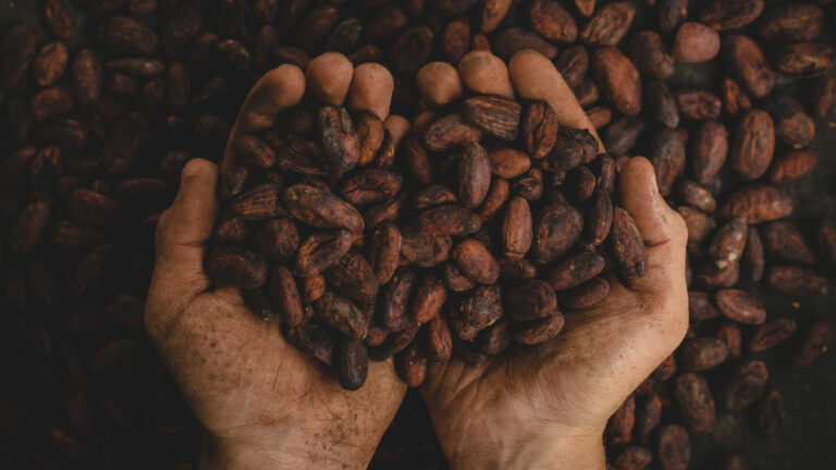 habas de cacao