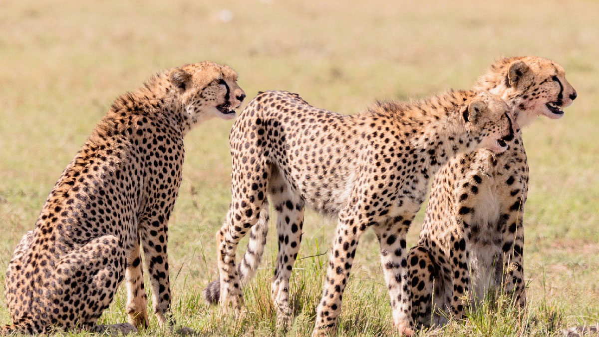 leopardo masai mara