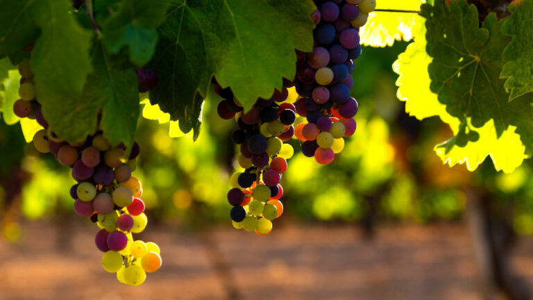viñedo uva