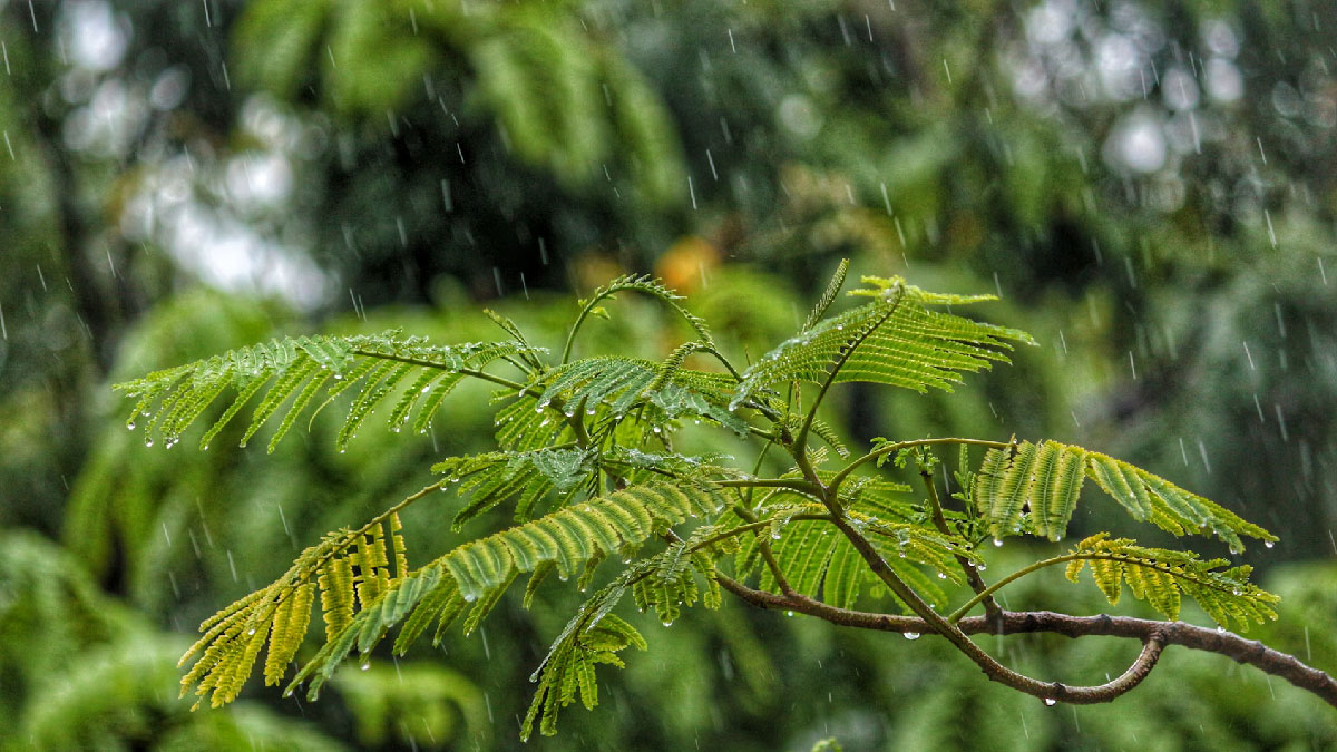 lluvia bosque naturaleza