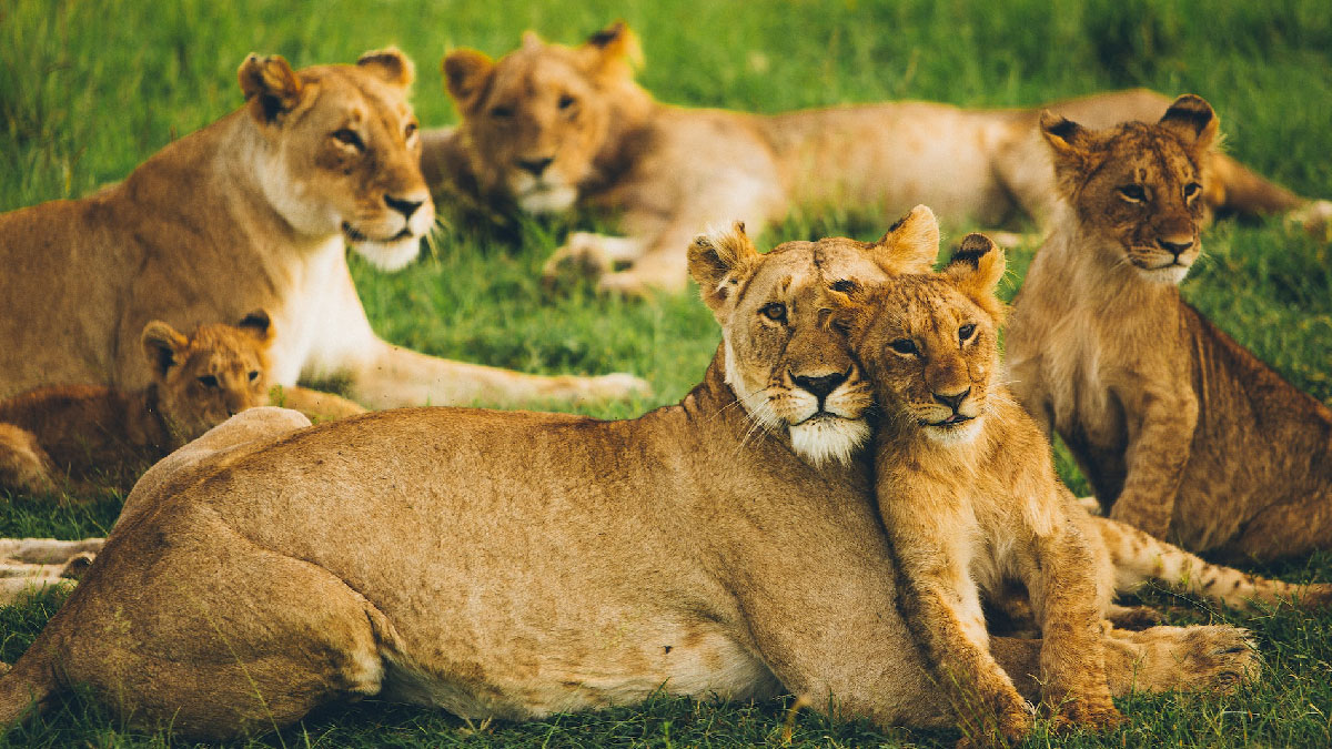 masai mara leones safari