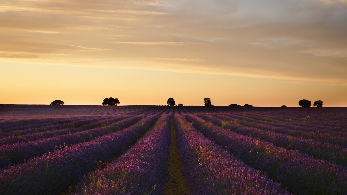 campos de lavanda brihuega