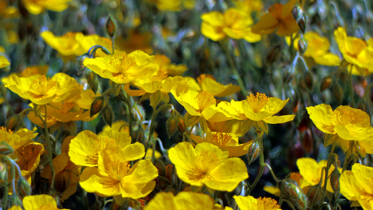 Plantas aromáticas (Foto: Piqsels)