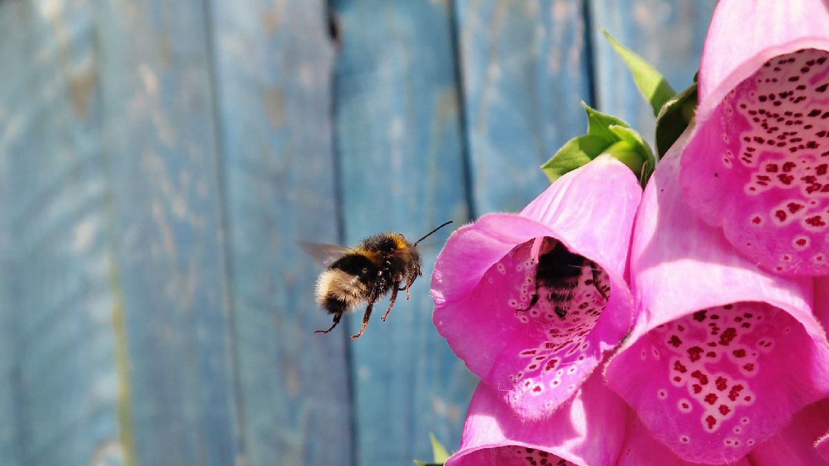 dedalera flor abeja