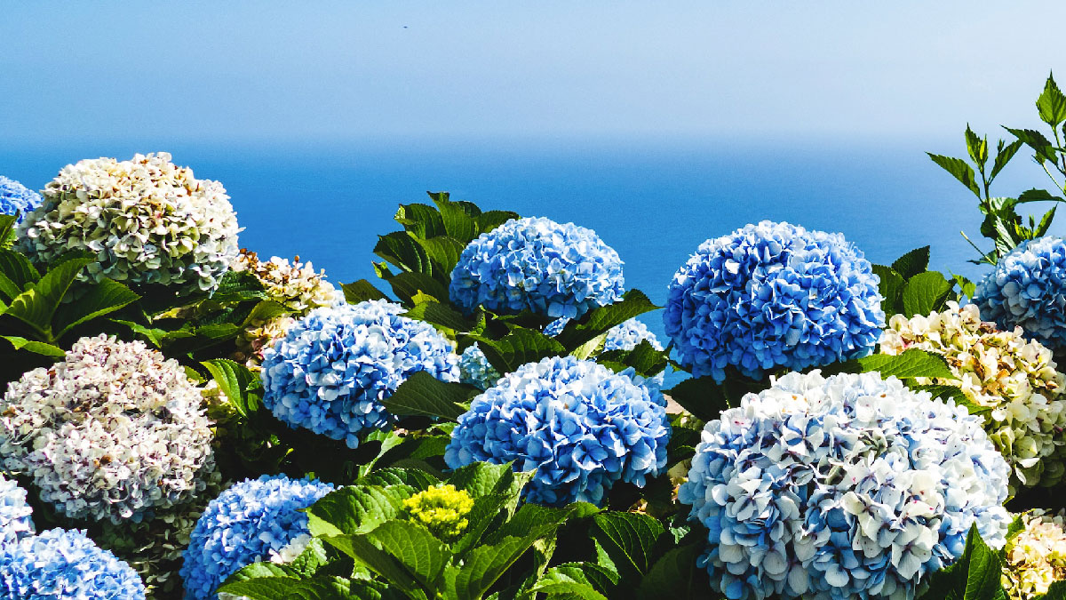 hortensias flores