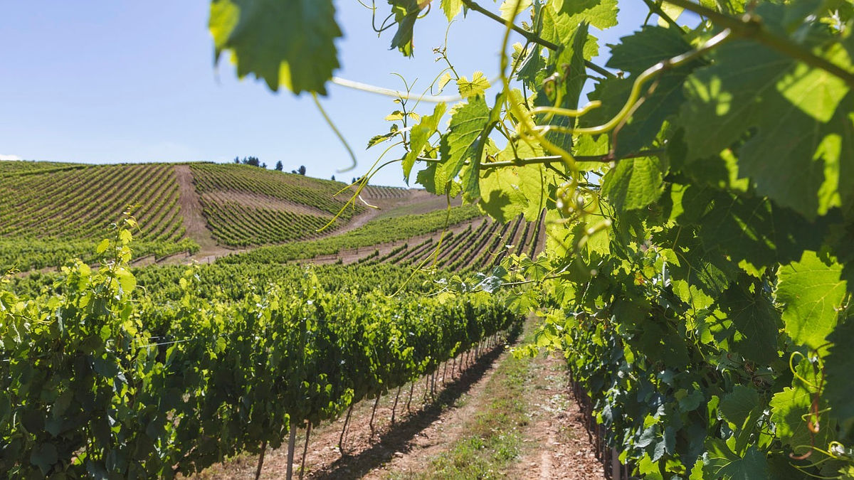 (Foto: Bodegas Emilio Moro)