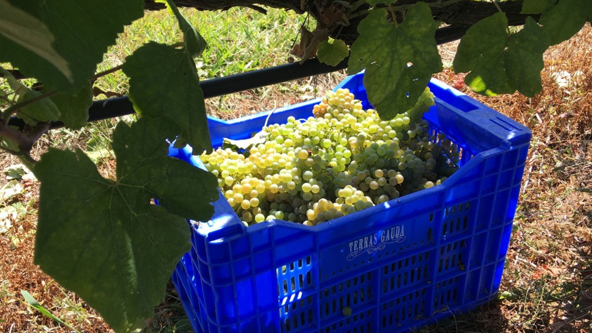 Drones vendimia (Foto: Bodegas Terras Gauda Instagram)