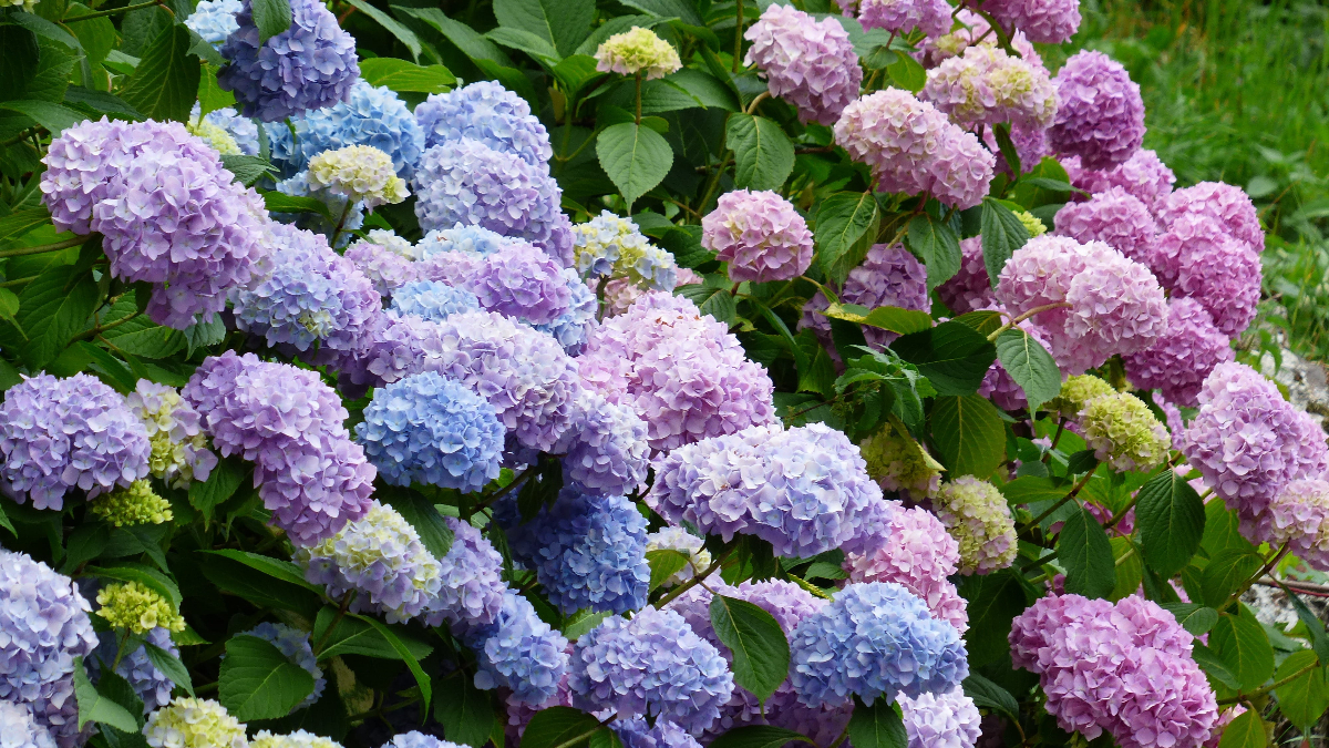 Hortensia Flor Libra (Foto: Piqsels)