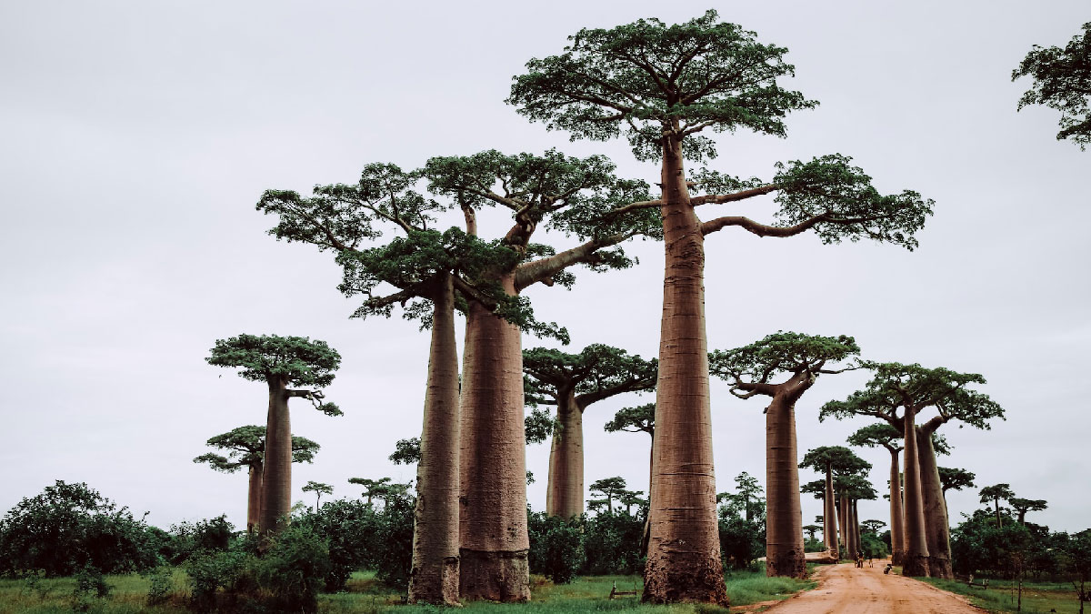 baobab arboles