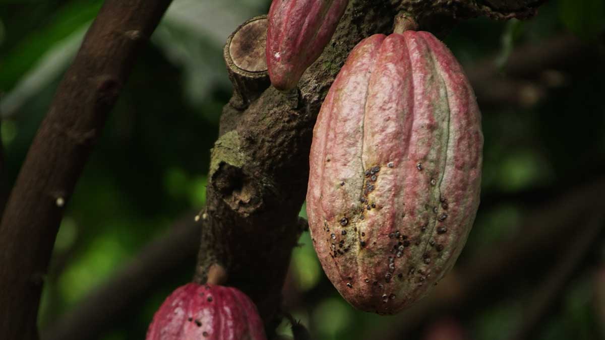 Cacao