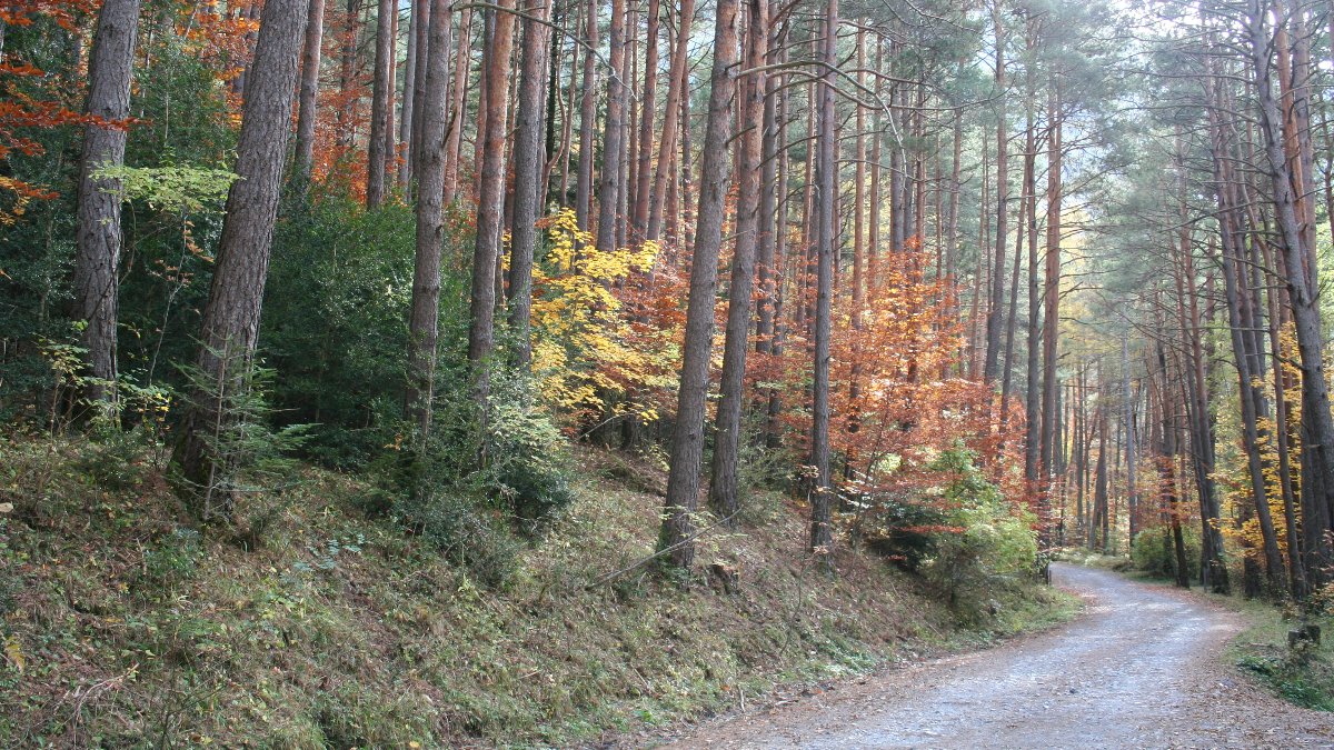 Naturgy bosque (Foto: Piqsels)