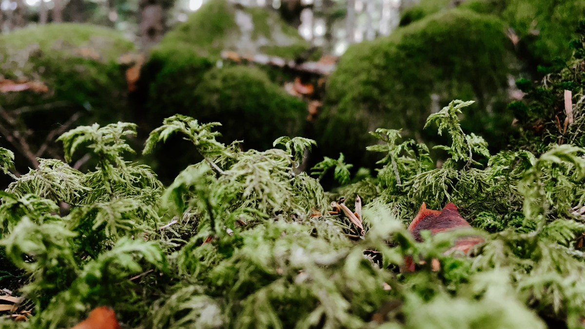 Naturgy bosque (Foto: Piqsels)