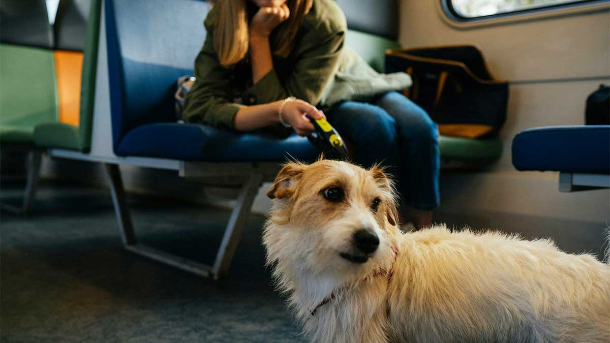 Viajar perros 