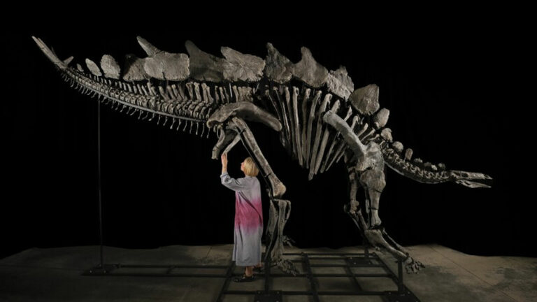 Dinosaurio más caro del mundo (Foto: Sotheby's)