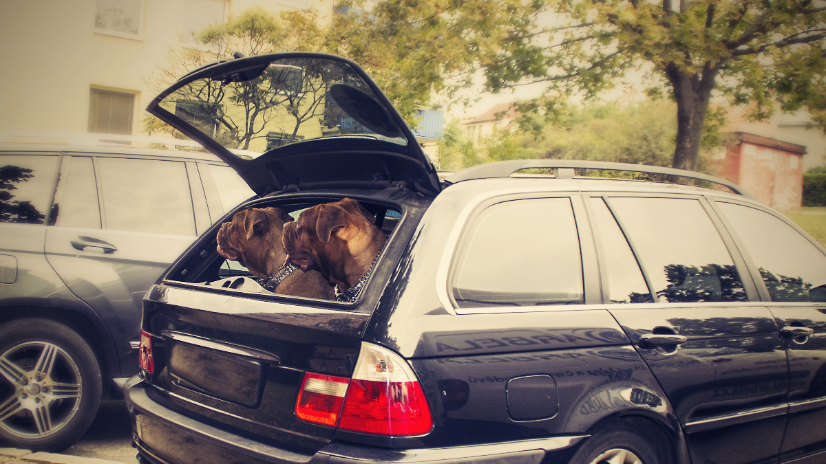 Perros viajar coche (Foto: Piqsels)