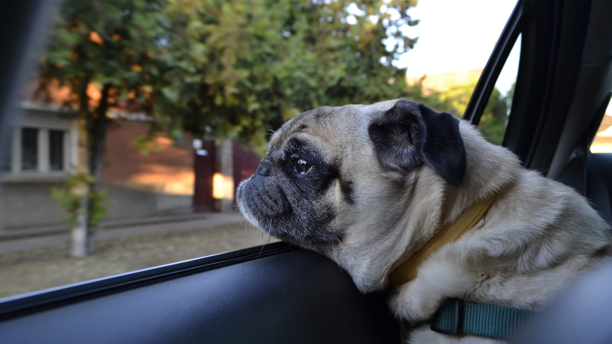 Perros viajar coche (Foto: Piqsels)