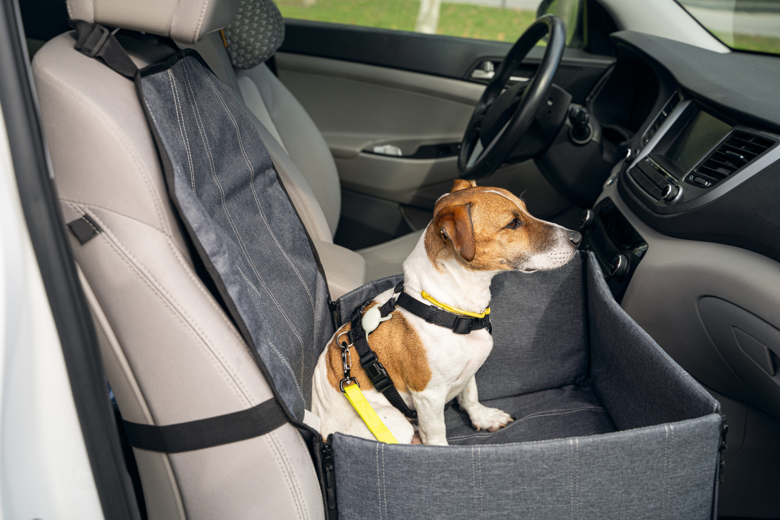 Perros viajar coche (Foto: Piqsels)