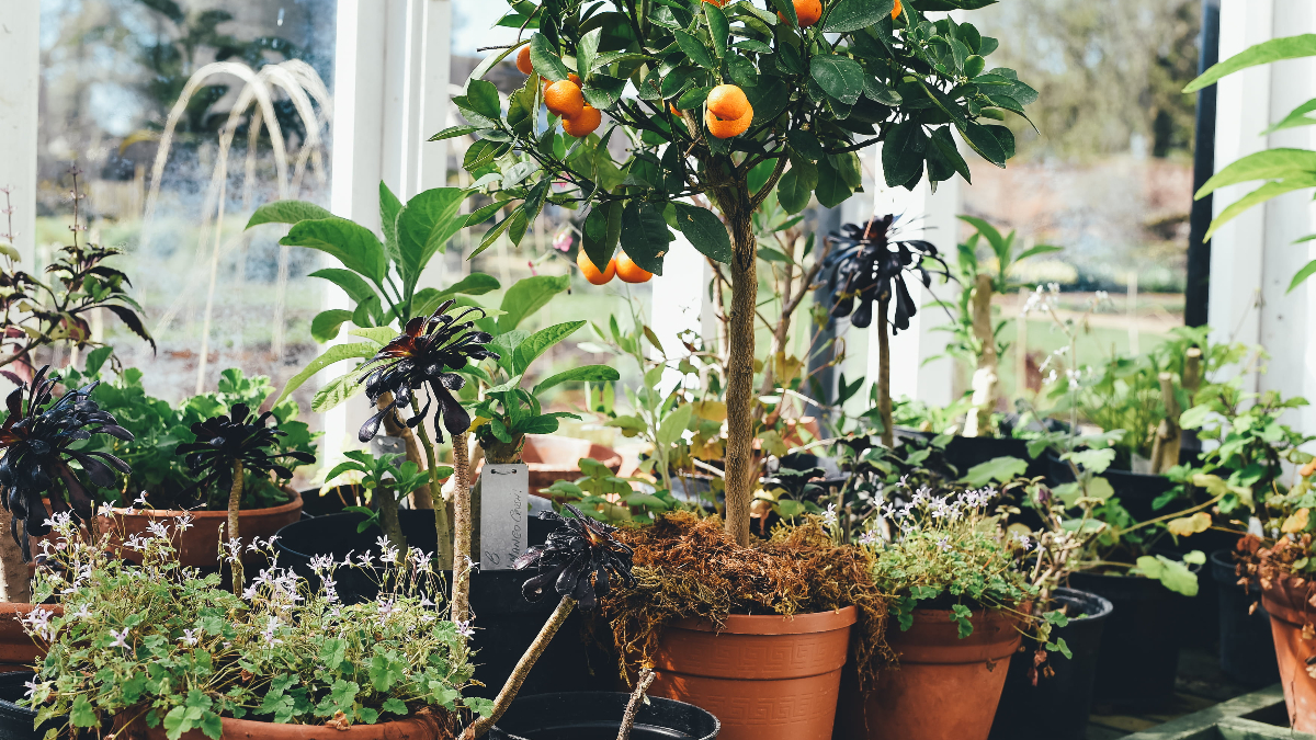 Consejos cuidar plantas verano (Foto: Piqsels)