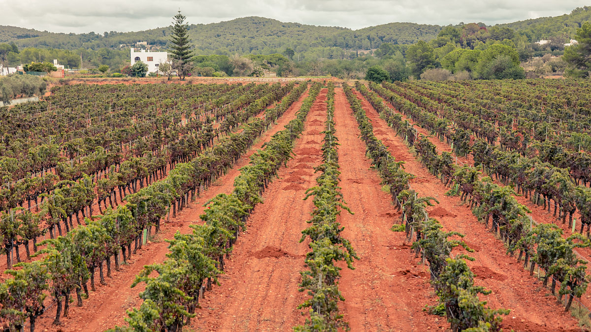 (Foto: Bodegas Can Rich)