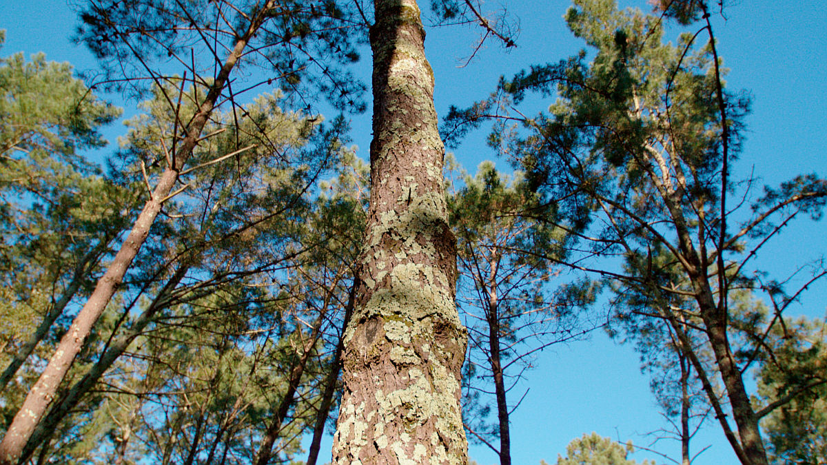 Bosque Naturgy en Galicia, uno de los dos bosques corporativos de la compañía en España (Foto: Naturgy)