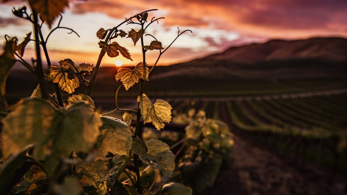 Vino enoturismo La Rioja (Foto: Freepik)