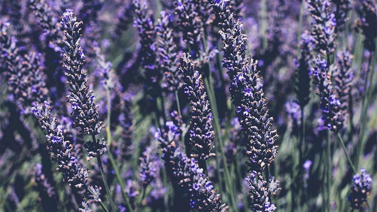 Lavanda 