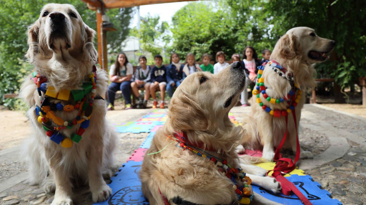 perros yaracan