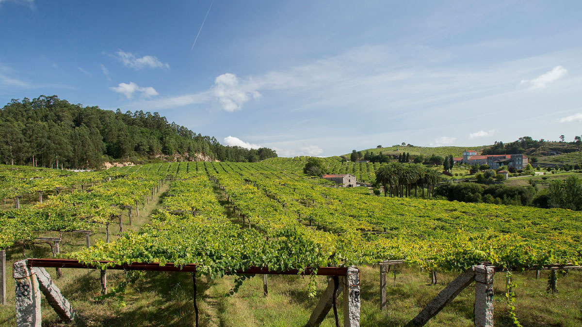 cambados viñedos