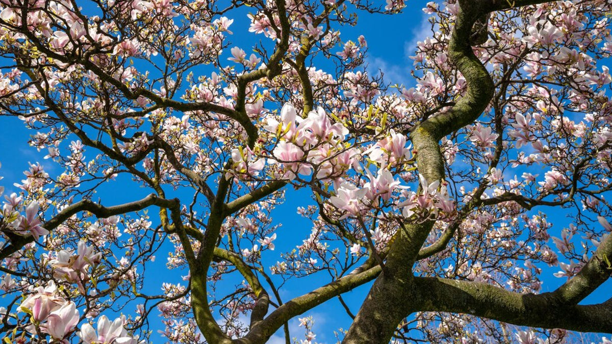 Almendros (Foto: Freepik)