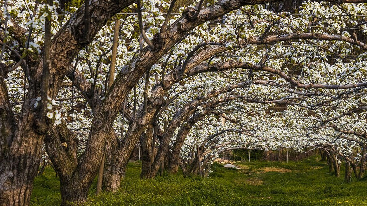 Almendros (Foto: Freepik)