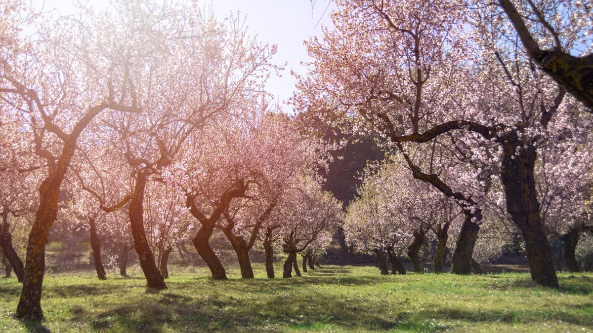 Almendros (Foto: Freepik)