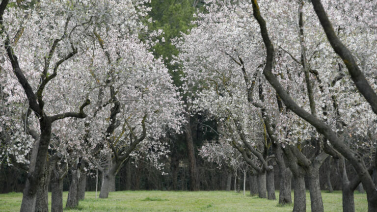 Almendros (Foto: Freepik)