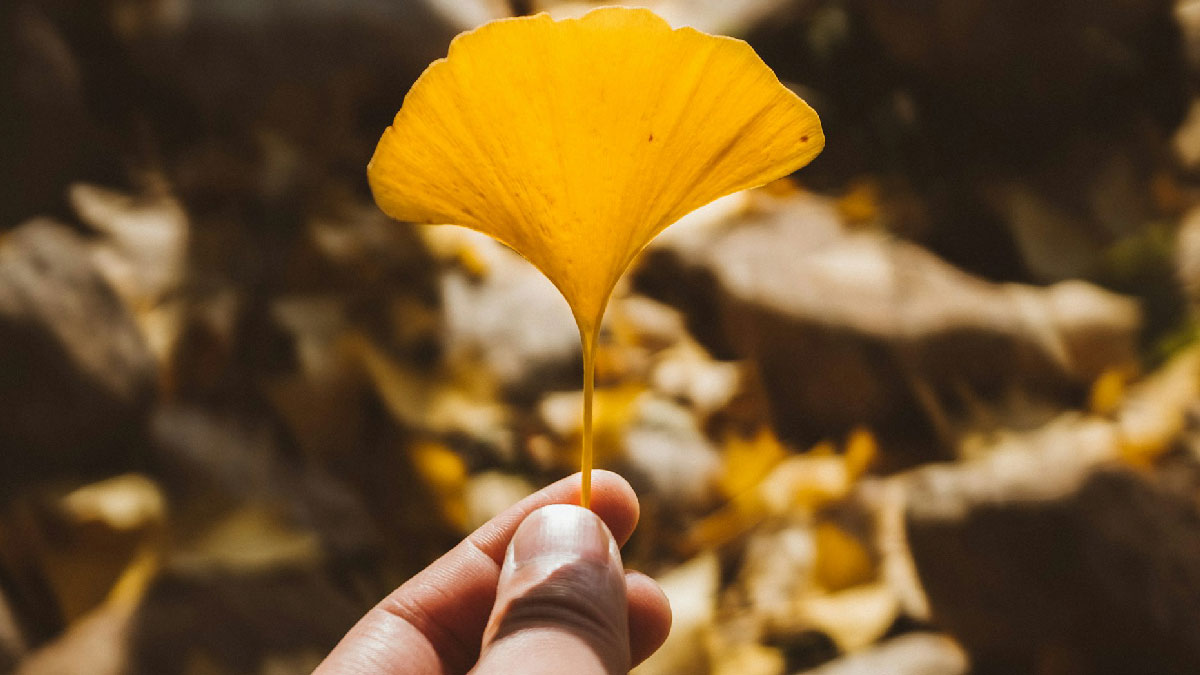 gingko biloba